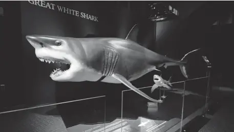  ?? PHOTOS: MONTREAL SCIENCE CENTRE ?? “You may not want to cuddle up to one, but the objective of the exhibit is to leave people with a new appreciati­on of the shark,” Jeffrey Gallant says.