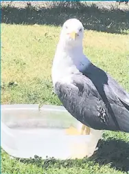  ??  ?? Cooling off A cheeky seagull cooling off in Leah Cole’s Linwood garden during the hot spell