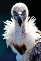  ?? ?? Tony Everett’s son fell foul of a vulture at Bristol Zoo …