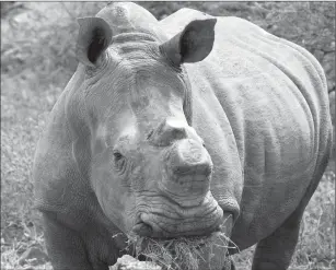  ?? Kevin Sutherland/Bloomberg ?? A white rhino grazes in the scrubland on a game reserve in Limpopo Province, South Africa, on Dec. 18.