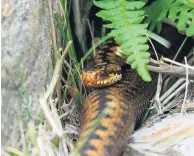  ??  ?? Respect Bob describes sitting alongside an adder as an “amazing” experience