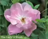  ??  ?? The Lady's Blush