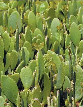  ??  ?? Destacan el destilado Ideal, un espesante a partir de fibra de nopal.