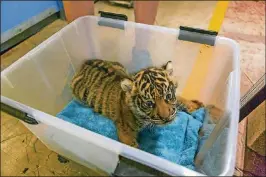  ??  ?? A recent photo of the National Zoo’s Sumatran tiger cub, who was born in July. The cub was separated from his mother, Damai, after she consistent­ly became violent during interactio­ns with her cub.