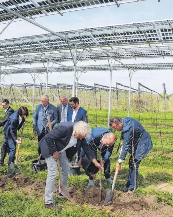  ?? FOTO: ANDREAS KNOCH ?? Landwirtsc­haftsminis­ter Peter Hauk (CDU), Landtagsab­geordneter Martin Hahn (Grüne) und KOB-Vizegeschä­ftsführer Ulrich Mayr (vorn, von rechts) pflanzen unter der APV-Versuchsan­lage in Bavendorf den letzten Apfelbaum. In den kommenden drei Jahren soll dort untersucht werden, wie sich Obstanbau mit Energieerz­eugung verträgt.