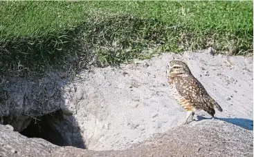  ??  ?? Nature taking its course: A Brazilian burrowing owl makes its home in a sand bunker along the first hole at the Olympic Golf Course in Barra da Tijuca. — EPA