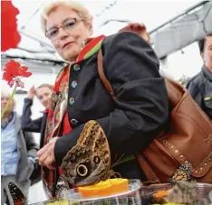  ?? Foto: Manfred Dittenhofe­r ?? Eine besondere Attraktion auf der Landesgart­enschau ist das Schmetterl­ingshaus mit vielen exotischen Faltern.