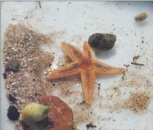  ?? Photograph: COAST. ?? Common starfish.