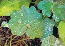  ?? JULIE RUBIN/THE ASSOCIATED PRESS ?? Dew drops are seen on the leaves of lady’s mantle.