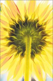  ?? Contribute­d photo ?? A sunflower interprete­d by Rich Pomerantz.