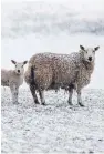  ??  ?? The Beast From The East took 250,000 lambs
