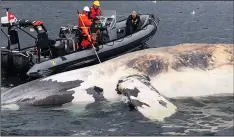  ?? CP PHOTO/HO- MARINE ANIMAL RESPONSE SOCIETY ?? Researcher­s examine one of the six North Atlantic right whales that have died in the Gulf of St. Lawrence in a recent handout photo.