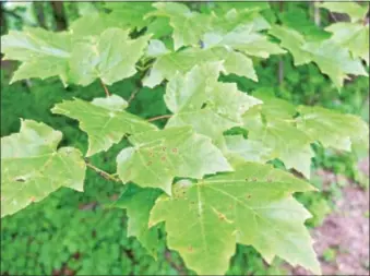  ?? SUBMITTED PHOTO — SCHUYLKILL CENTER ?? Red maple is one of many native trees adapted to grow in Roxborough.