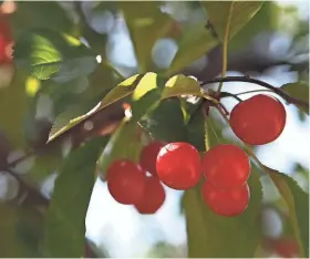  ?? JOURNAL SENTINEL FILES ?? Door County is the nation's fourth-leading producer of cherries.