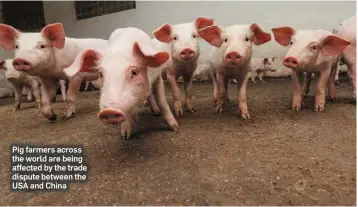  ??  ?? Pig farmers across the world are being affected by the trade dispute between the USA and China