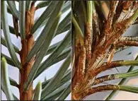  ?? (NDSU photo) ?? A comparison of Colorado blue spruce (left) and ponderosa pine (right). The spruce needles are individual­ly attached to the twigs while the pine needles are in clusters called fascicles.