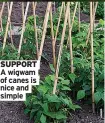  ?? ?? SUPPORT A wigwam of canes is nice and simple