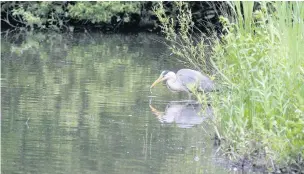  ?? Darin Smith ?? ●●A heron fishing