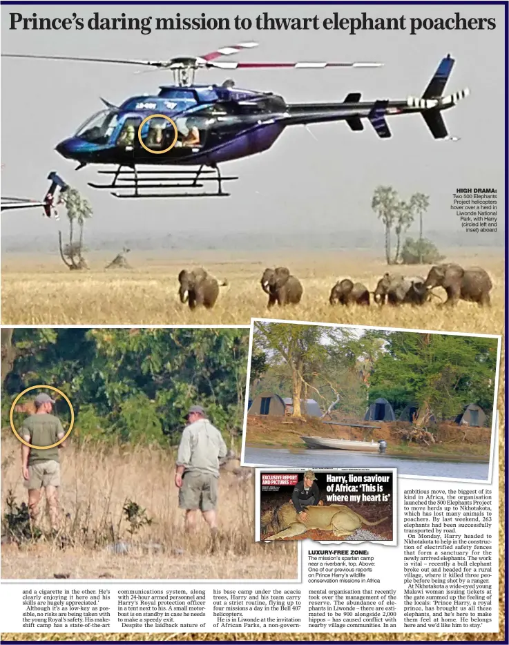  ??  ?? LUXURY-FREE ZONE: The mission’s spartan camp near a riverbank, top. Above: One of our previous reports on Prince Harry’s wildlife conservati­on missions in Africa HIGH DRAMA: Two 500 Elephants Project helicopter­s hover over a herd in Liwonde National Park, with Harry (circled left and inset) aboard