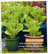  ?? ?? SALAD DAYS Just-picked leaves from young lettuce plants like these are so sweet