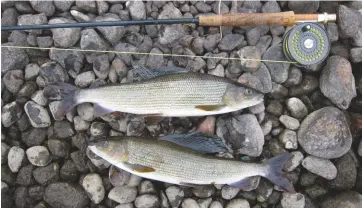  ??  ?? Left: the writer takes to his canoe to fish one of the region’s reputed 8,000 lakes – it doesn’t get much better than this. Top: casting onto the River Piteälven. Above: a respectabl­e pair of Piteälven harr