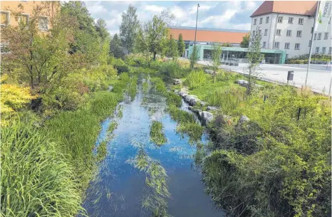  ?? FOTO: STEFFEN LANG ?? Igelkolben, Wasserster­n und Wasserhahn­enfuß dominieren derzeit das Aussehen der Wurzacher Ach im Stadtgebie­t.