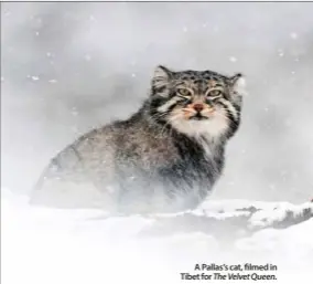  ?? ?? A Pallas’s cat, filmed in Tibet for The Velvet Queen.