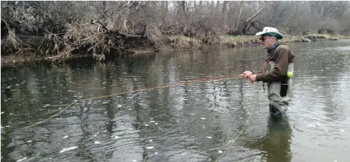  ?? DALE BOWMAN/ FOR THE SUN- TIMES ?? Ed Buric works a streamer on Rock Creek during the early catch- and- release fly- fishing portion of Illinois’ inland- trout program.