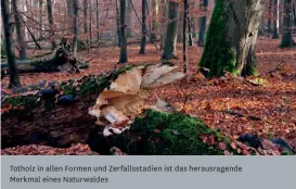  ??  ?? Totholz in allen Formen und Zerfallsst­adien ist das herausrage­nde Merkmal eines Naturwalde­s