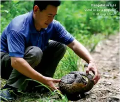  ??  ?? Pangolin scales used to be a popular TCM ingredient