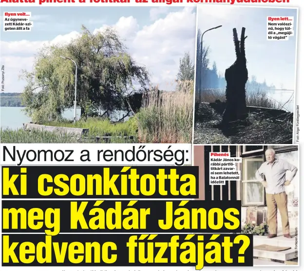  ?? ?? Ilyen volt... Az úgynevezet­t Kádár-szigeten állt a fa
Pihenés Kádár János korábbi pártfőtitk­árt zavarni sem lehetett, ha a Balatonnál időzött
Ilyen lett... Nem valószínű, hogy túléli a „megújító vágást”