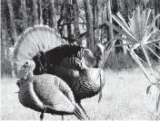  ?? STEVE WATERS Special to the Miami Herald ?? A mature wild turkey gobbler eyes a jake decoy, which imitates an immature 1-year-old male turkey.