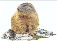  ?? Contribute­d ?? Groundhogs are adept at predicting the arrival of spring.