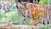  ??  ?? Royal Bengal Tiger “Shakti” plays at the Veermata Jijabai Bhosale Udyan and Zoo, in Mumbai on Thursday.