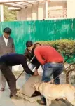  ??  ?? L-R: A sniffer dog looks for probable clues along with horses that were pressed into action to find out Najeeb