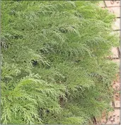  ?? [BAILEY NURSERIES] ?? Siberian cypress is a low-growing evergreen with feathery foliage.