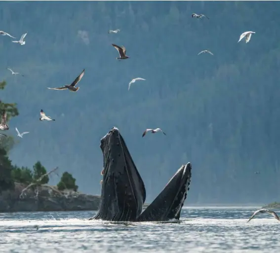  ??  ?? GRAND PRIZE | RUNNER-UP Geoffrey Reynaud
B.C FX technical director, 34 Humpback whale feeding on herring
Broughton Archipelag­o, B.C. Midday, September 2019