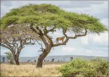  ??  ?? Two lionesses peer down from an acacia tree on the Serengeti.