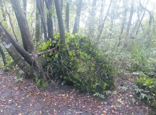 History still in the forest at Astronomer­s Point - PressReader