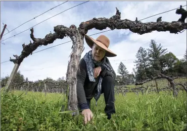  ?? PHOTOS BY KARL MONDON — STAFF PHOTOGRAPH­ER ?? Viticultur­ist Prudy Foxx checks on cabernet sauvignon vines at Green Earth Zayante Vineyards in Felton on Thursday.