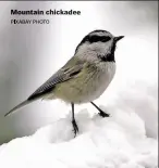  ??  ?? Mountain chickadee PIXABAY PHOTO