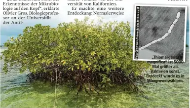  ?? ?? „Thiomargar­ita magnifica“ist 5000 Mal größer als Bakterien sonst. Entdeckt wurde es in Mangrovenw­äldern.