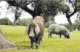  ??  ?? Dos cerdos ibéricos en una dehesa extremeña, en una imagen de archivo.