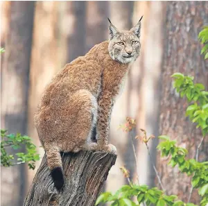  ??  ?? Beautiful but potentiall­y deadly: the lynx.