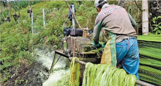  ?? DPA ?? Una bolsa plástica de esta materia puede costar entre 20 y 50 pesos, pero una biodegrada­ble 150.