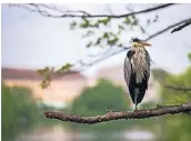  ??  ?? Grüne Idylle mitten im Ruhrgebiet: Vom Boot aus lassen sich auch Vögel beobachten, zum Beispiel ein Reiher.