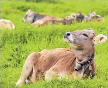  ?? FOTO: KARL-JOSEF HILDENBRAN­D/DPA ?? Kühe auf einer Almwiese im Ostallgäu. Im Frühjahr ging es für die über 400 Rinder mit dem Alpsommer am Hochgrat los.