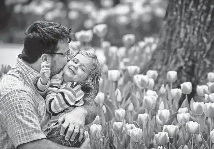  ?? THE COMMERCIAL APPEAL FILES ?? March 23, 2016: Janie Shanks, 3, gets a squeeze from her dad, Adam Shanks, while checking out the blooming tulips at the Dixon Gallery and Gardens. The garden’s 120,000 bulbs — mostly tulips and daffodils — are almost in peak season heading into Easter weekend.