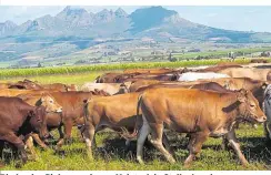  ??  ?? Rinder des Biobauern Angus Mcintosh in Stellenbos­ch