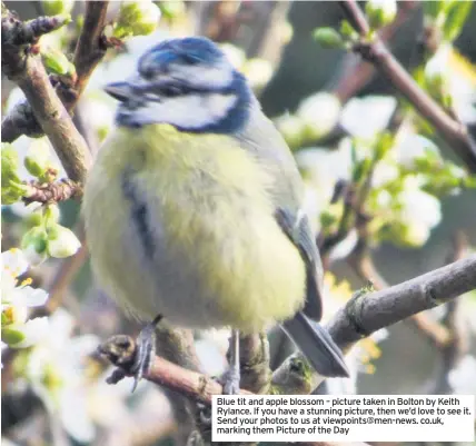  ??  ?? Blue tit and apple blossom – picture taken in Bolton by Keith Rylance. If you have a stunning picture, then we’d love to see it. Send your photos to us at viewpoints@men-news. co.uk, marking them Picture of the Day